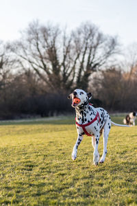 Dog on grass