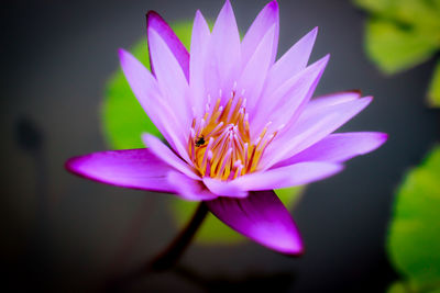 Close-up of pink flower