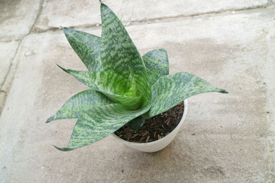 High angle view of potted plant