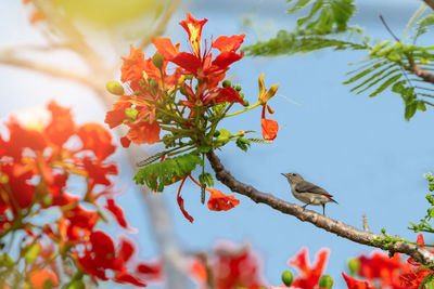 Low angle view of bird on tree