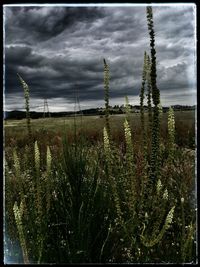 Plants on landscape against sky