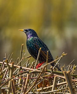 Close-up of bird perching on branch