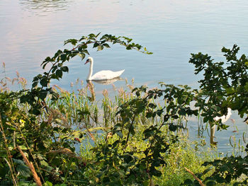 Birds in a lake