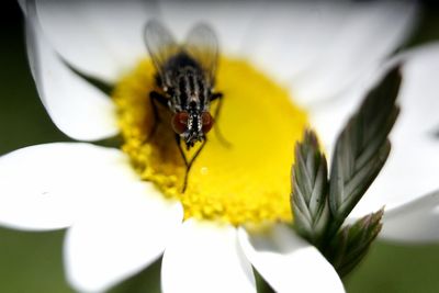 Close-up of bee pollinating on yellow flower