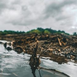 Close-up of crab on land