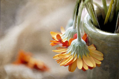 Close-up of orange flowering plant