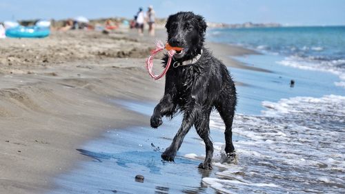 Dog running on beach