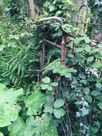 Plants growing in forest