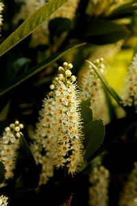 Close-up of flower blooming