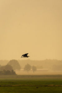 Bird flying in the sky