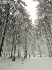 Snow covered trees in forest