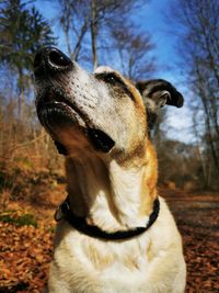 Close-up of dog looking away