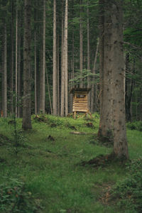 Trees growing in forest