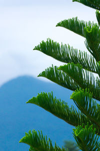 Low angle view of palm tree leaves against sky