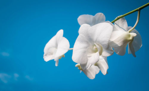 Close-up of white flowers against blue background