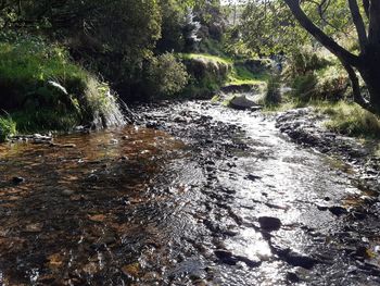 River flowing through rocks in forest