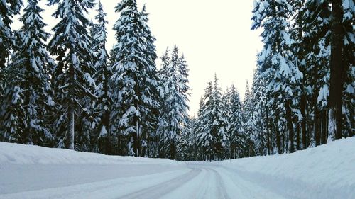 Snow covered trees in forest against sky