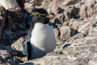 Side view of a bird on rock