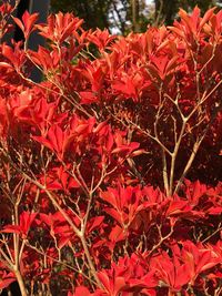 Close-up of red flowers blooming outdoors