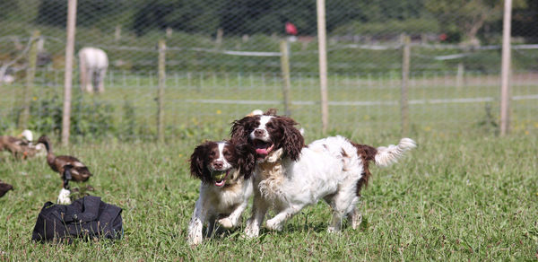 Two dogs on grassland