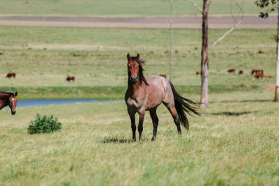 Horses in a field