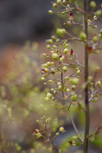 Close-up of red berries on plant