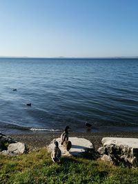 Scenic view of sea against clear sky