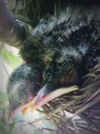 Close-up of bird