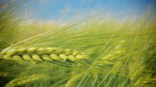Close-up of fresh green field against sky