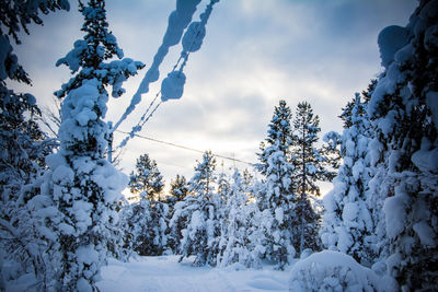 Low angle view of snow covered trees against sky