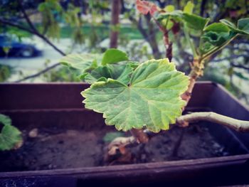 High angle view of potted plant