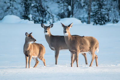 Deer standing on snow covered field
