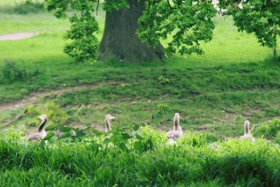 Birds perching on tree trunk