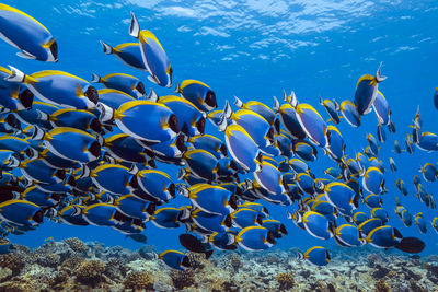 School of powderblue surgeonfish,wide angle