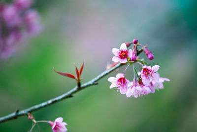 Close-up of pink cherry blossom