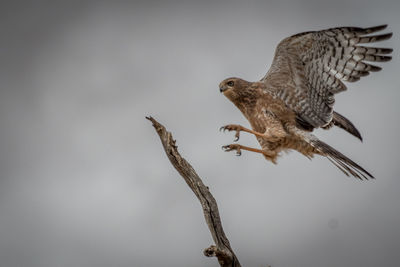 Close-up of eagle flying against clear sky