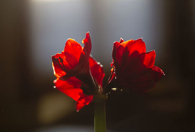 Close-up of red rose flower