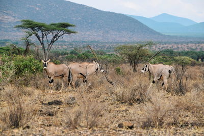 A herd of beisa oryx - east african oryx, at samburu national reserve