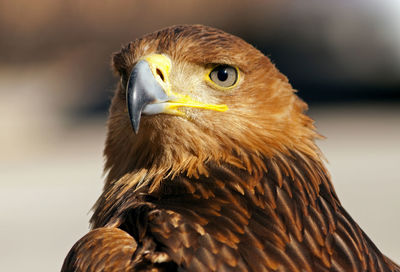 Close-up of eagle