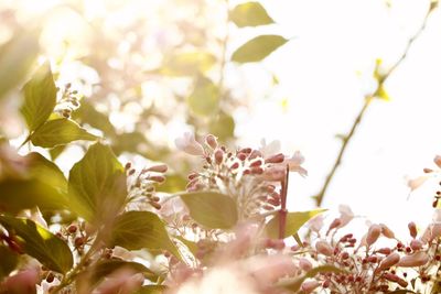 Close-up of pink cherry blossoms in spring