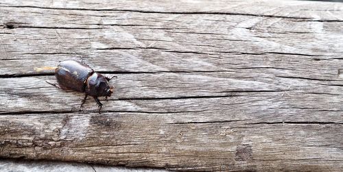 High angle view of insect on wood