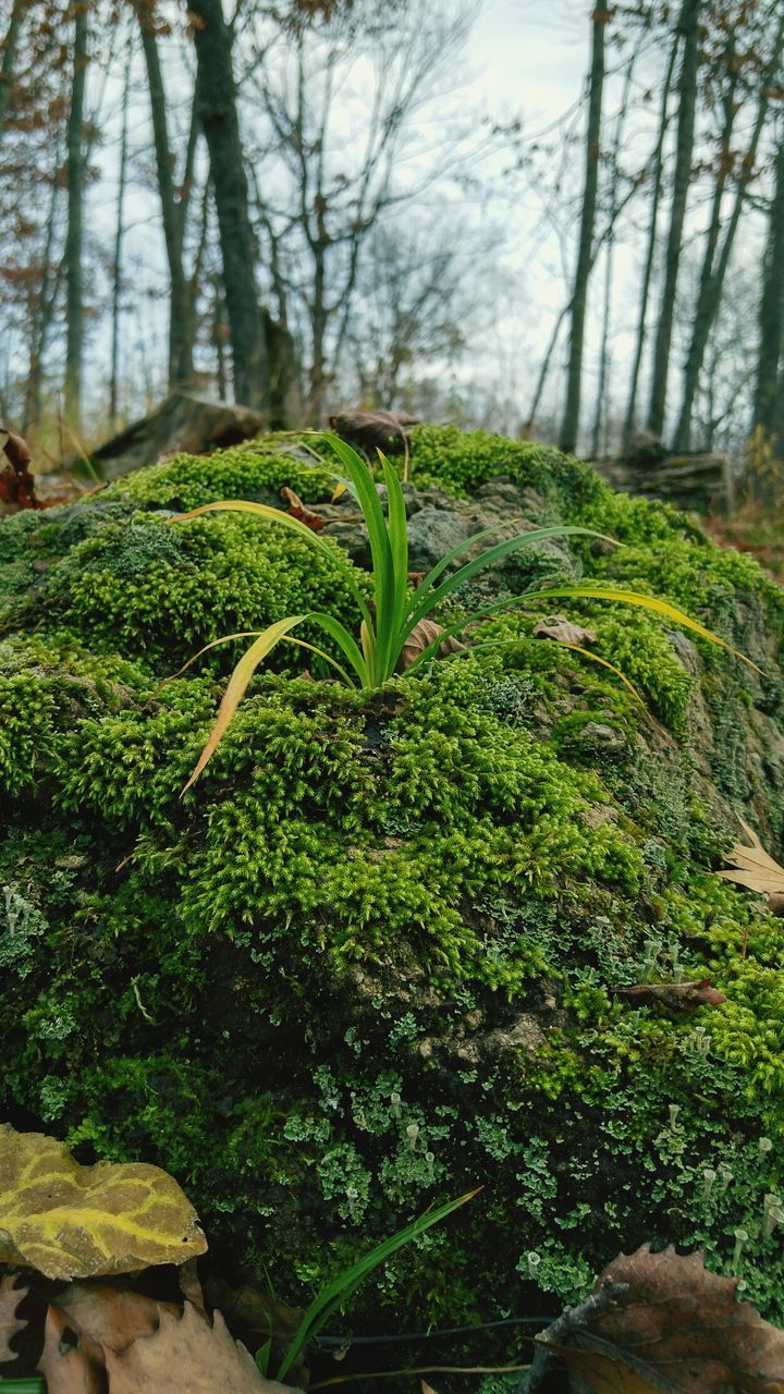 tranquility, tree, tranquil scene, growth, green color, nature, beauty in nature, scenics, landscape, forest, grass, plant, tree trunk, non-urban scene, branch, field, day, moss, green, woodland