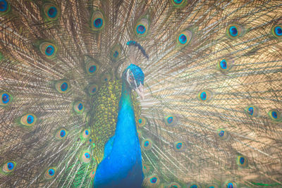 Close-up of peacock