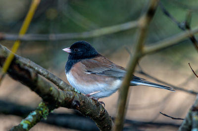 Close-up of bird perching on branch