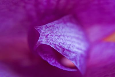 Close-up of purple flower