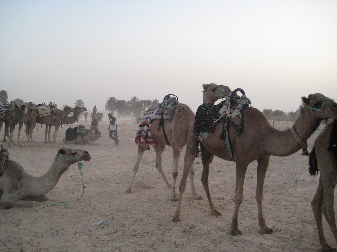 animal themes, domestic animals, horse, mammal, clear sky, livestock, sand, desert, camel, working animal, copy space, arid climate, herbivorous, landscape, nature, standing, medium group of animals, sand dune, field