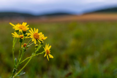 Close-up of yellow flowering plant on field