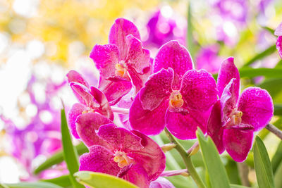 Close-up of pink flowering plant