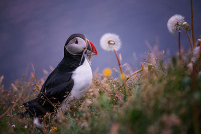 Puffin perching on field