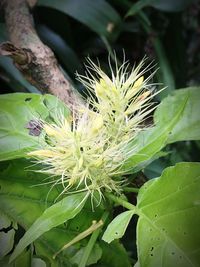 Close-up of fresh green plant